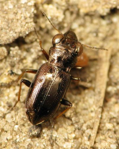 Réf. 47 869 : Notiophilus rufipes