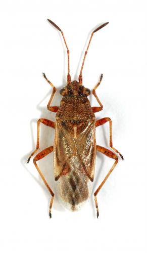 Réf. 47 560 : Nysius helveticus