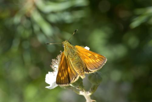 Ochlodes sylvanus