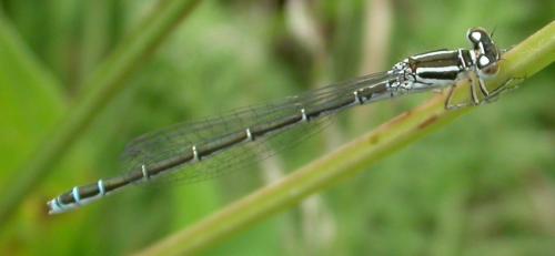 Coenagrion mercuriale
