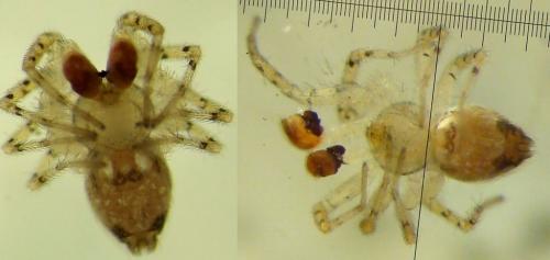 Oecobius maculatus