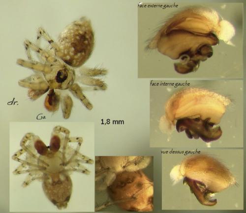 Oecobius maculatus