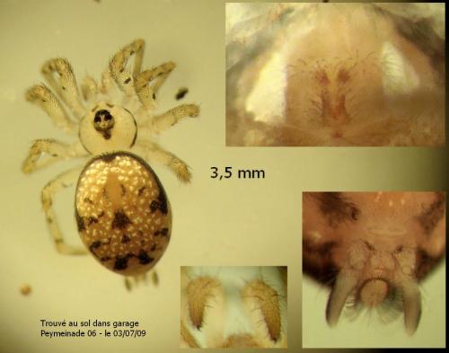 Oecobius navus