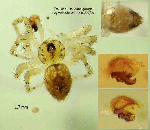 Oecobius maculatus