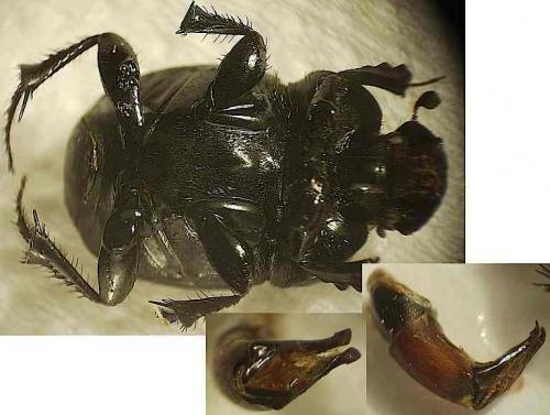 Euonthophagus crocatus