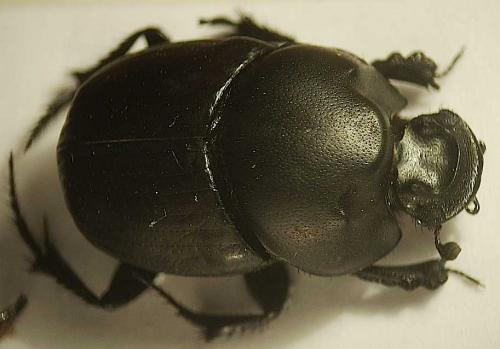 Euonthophagus crocatus