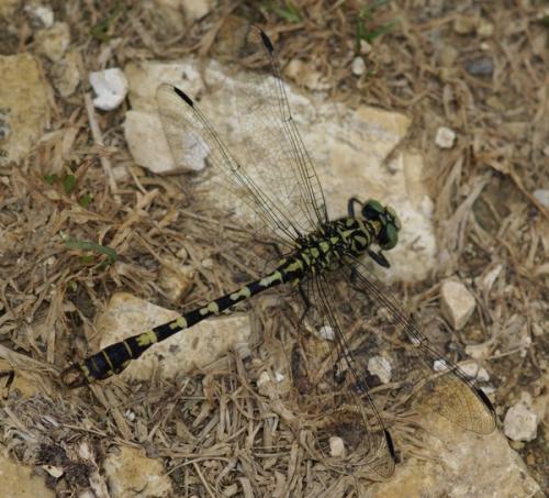 Onychogomphus forcipatus