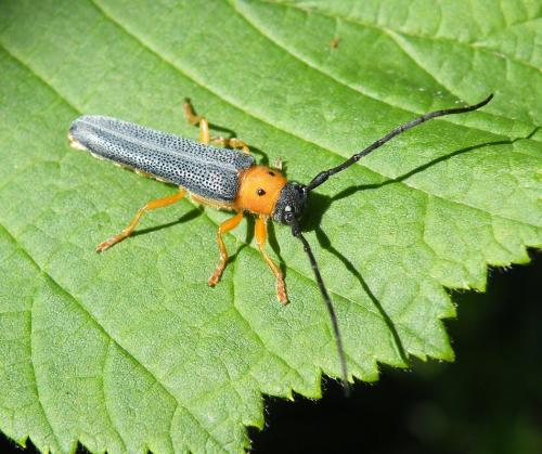 Oberea oculata