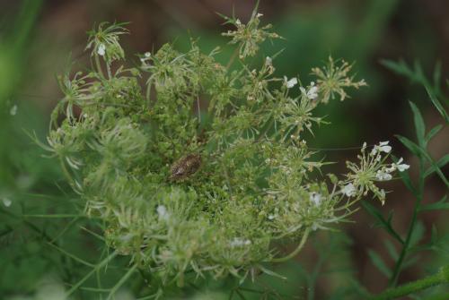 Opilio canestrinii