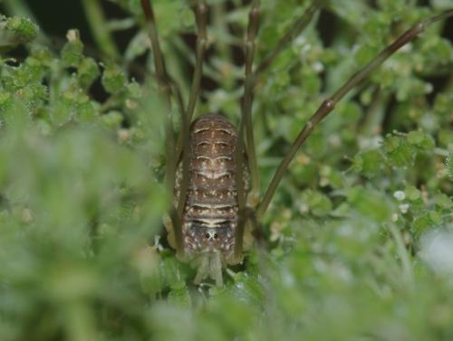 Opilio canestrinii