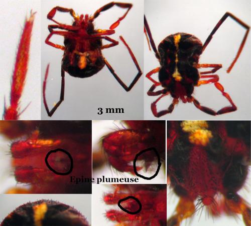 Réf. 47 169 : Erythraeus sp.