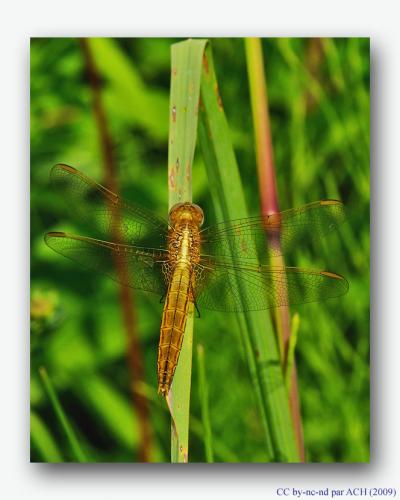 Crocothemis erythraea
