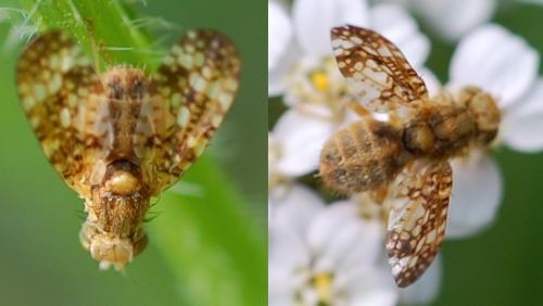 Réf. 47 039 : Oxyna flavipennis