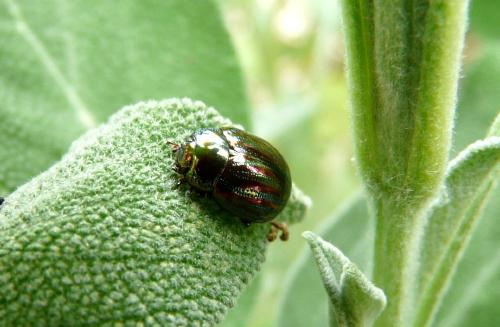 Chrysolina americana