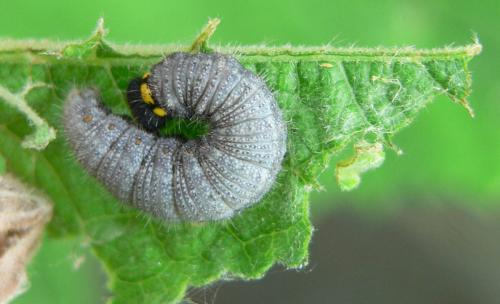 Carcharodus alceae