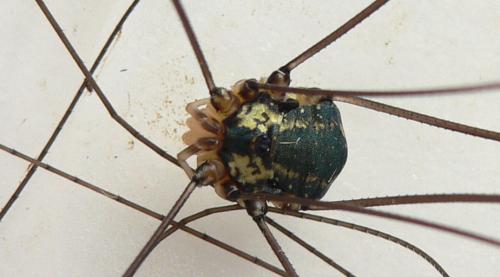 Réf. 47 003 : Leiobunum sp-a