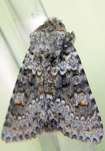 Hecatera dysodea