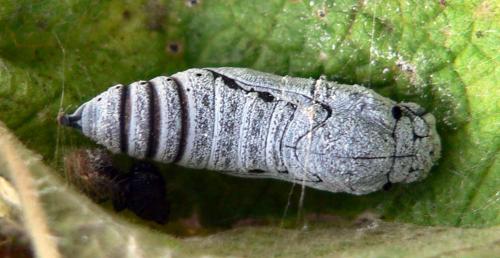 Carcharodus alceae