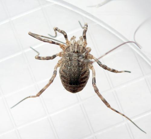 Odiellus spinosus