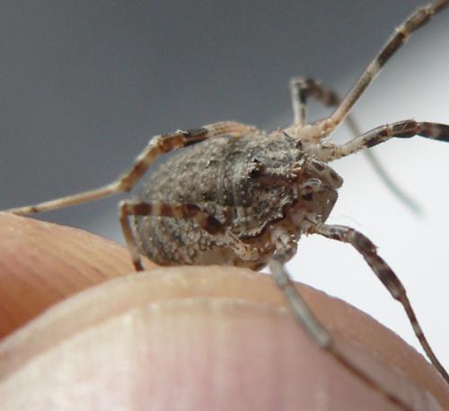 Odiellus spinosus