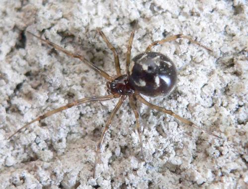Réf. 47 382 : Steatoda triangulosa
