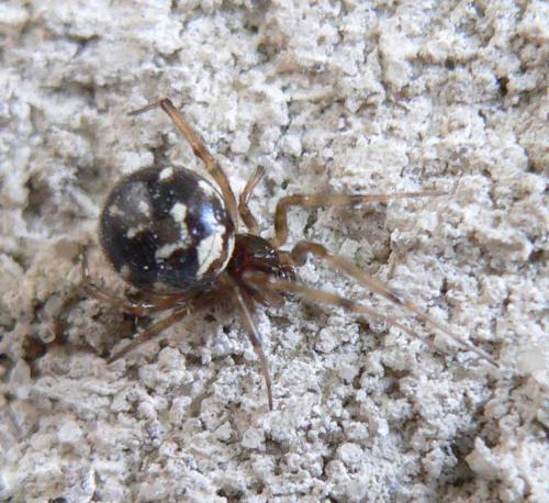 Réf. 47 383 : Steatoda triangulosa