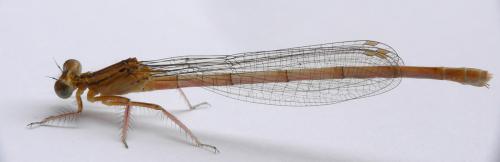 Platycnemis pennipes