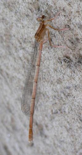 Platycnemis pennipes