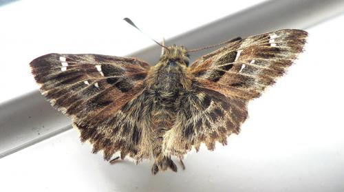 Carcharodus alceae