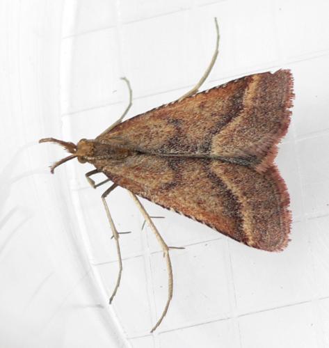 Réf. 47 564 : Synaphe punctalis