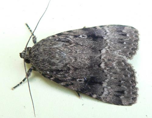 Amphipyra pyramidea
