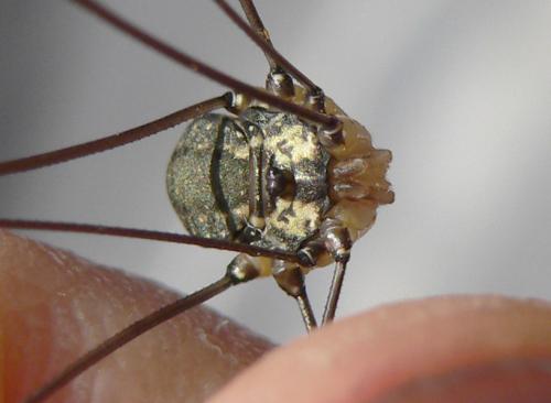 Leiobunum sp-a