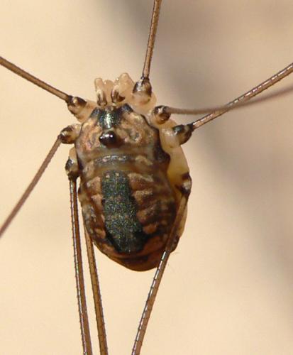 Réf. 47 739 : Leiobunum rotundum