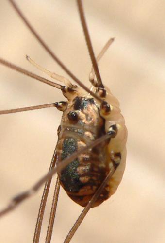 Leiobunum rotundum