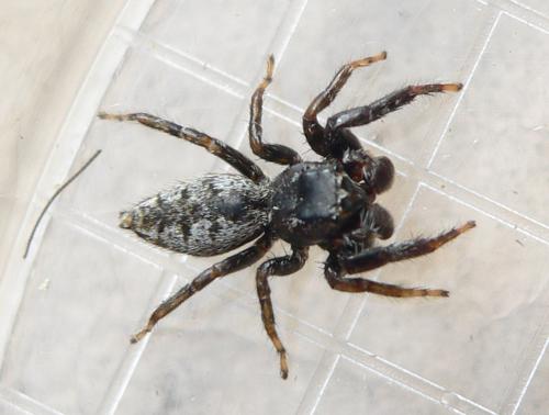 Marpissa muscosa