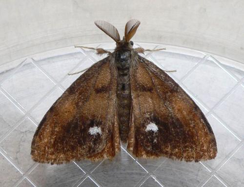 Réf. 47 752 : Orgyia antiqua