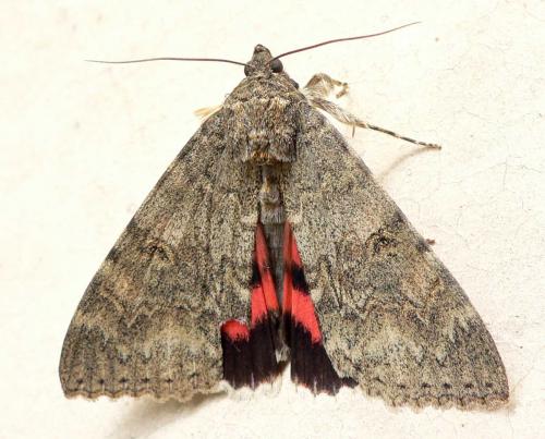 Réf. 47 749 : Catocala nupta