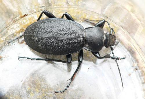Réf. 47 791 : Carabus coriaceus