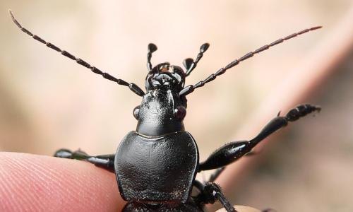 Réf. 47 792 : Carabus coriaceus