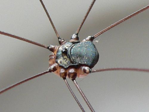 Réf. 47 872 : Leiobunum sp-a