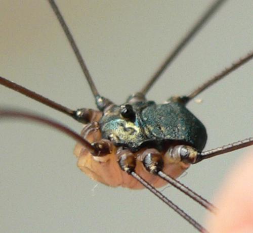Leiobunum sp-a