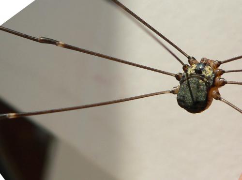 Leiobunum sp-a