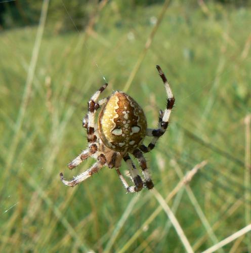 Araneus quadratus
