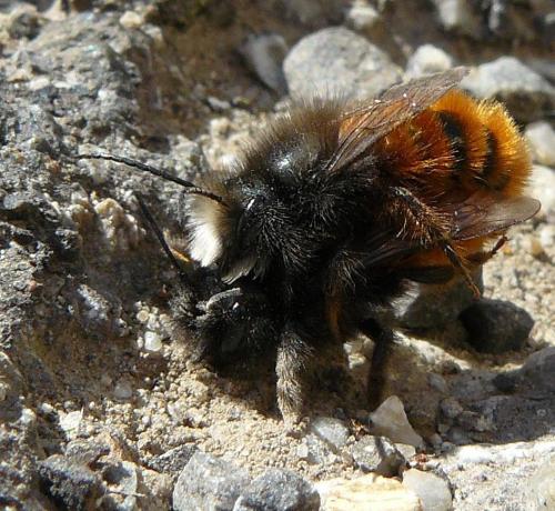 Osmia cornuta