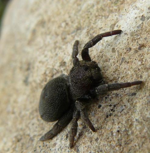 Eresus kollari