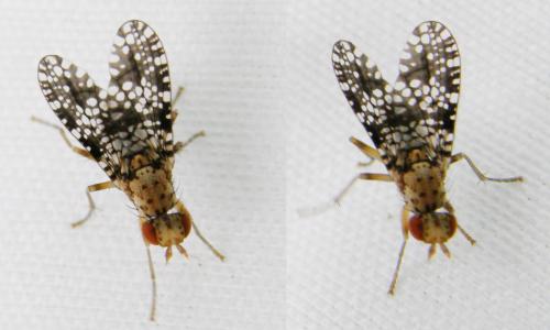 Trypetoptera punctulata