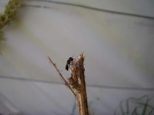 Rhopalum clavipes