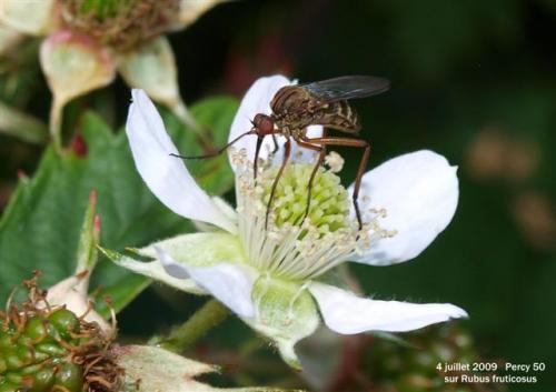 Empis livida