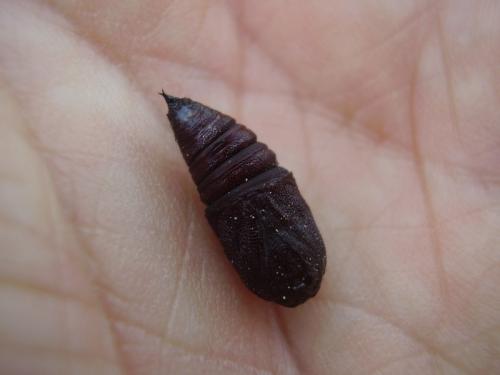Lycia zonaria