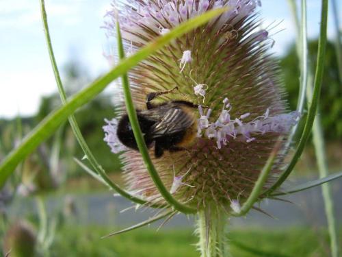 Bombus ruderarius